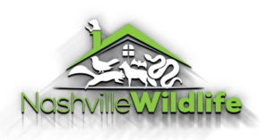 Wildlife Removal and Animal Damage Control of Nashville, Bellvue, Brentwood, La Vergne