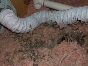 Bird removal from dryer vents, bathroom vent. Nashville, Madison, Hendersonville, & Hermitage