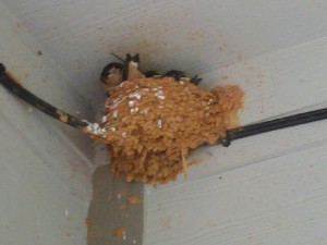 bird nest removal murfreesboro smyrna lavergne tn nashville bird control