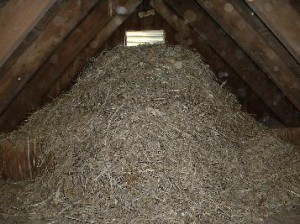 Bird removal from vents attics walls murfreesboro smyrna la vergne bird control